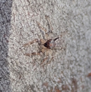 Arasia mollicoma at Dunlop, ACT - 24 Apr 2020 12:55 PM