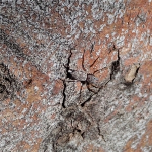 Arasia mollicoma at Dunlop, ACT - 24 Apr 2020 12:55 PM