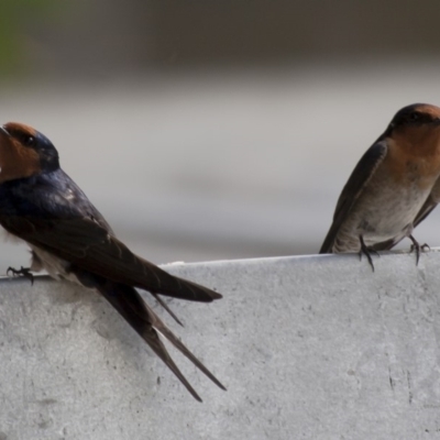 Hirundo neoxena (Welcome Swallow) at Illilanga & Baroona - 31 Oct 2009 by Illilanga