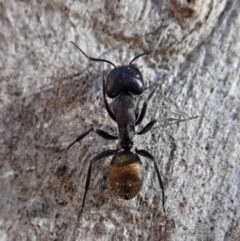 Camponotus aeneopilosus (A Golden-tailed sugar ant) at Dunlop, ACT - 24 Apr 2020 by CathB