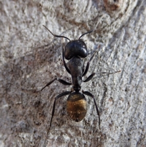 Camponotus aeneopilosus at Dunlop, ACT - 24 Apr 2020