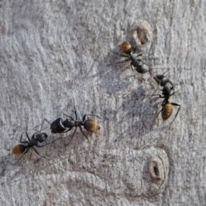 Camponotus aeneopilosus at Dunlop, ACT - 24 Apr 2020