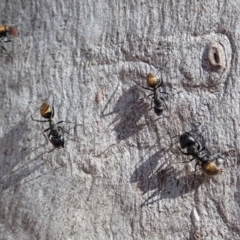 Camponotus aeneopilosus at Dunlop, ACT - 24 Apr 2020