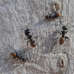 Camponotus aeneopilosus at Dunlop, ACT - 24 Apr 2020