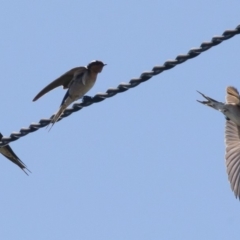 Hirundo neoxena (Welcome Swallow) at Michelago, NSW - 17 Oct 2010 by Illilanga