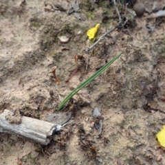 Thelymitra nuda (Scented Sun Orchid) at Aranda Bushland - 24 Apr 2020 by CathB