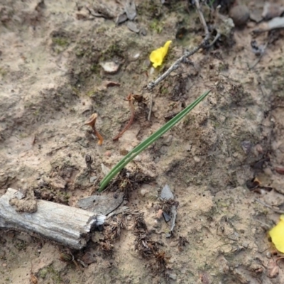 Thelymitra nuda (Scented Sun Orchid) at Dunlop, ACT - 24 Apr 2020 by CathB