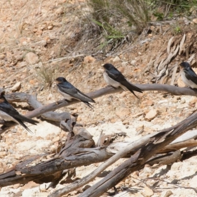 Hirundo neoxena (Welcome Swallow) at Michelago, NSW - 20 Dec 2010 by Illilanga