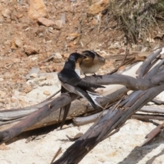 Hirundo neoxena at Michelago, NSW - 20 Dec 2010