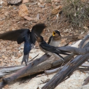 Hirundo neoxena at Michelago, NSW - 20 Dec 2010