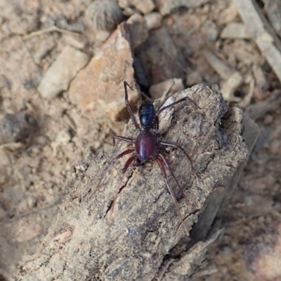 Zodariidae (family) (Unidentified Ant spider or Spotted ground spider) at Aranda Bushland - 24 Apr 2020 by CathB