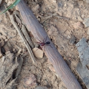 Zodariidae (family) at Dunlop, ACT - 24 Apr 2020