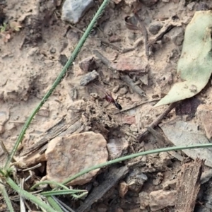 Zodariidae (family) at Dunlop, ACT - 24 Apr 2020