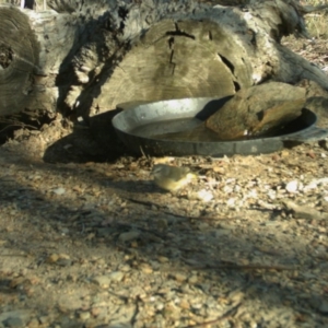 Acanthiza chrysorrhoa at Yass River, NSW - 24 Apr 2020