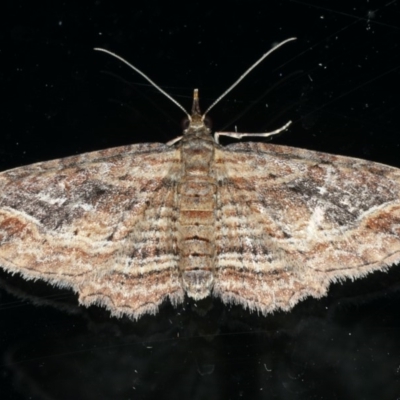 Chloroclystis filata (Filata Moth, Australian Pug Moth) at Ainslie, ACT - 25 Apr 2020 by jbromilow50