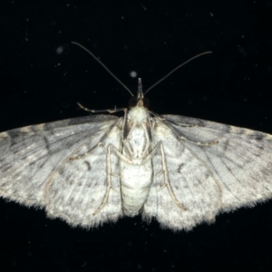 Chloroclystis filata at Ainslie, ACT - 25 Apr 2020 11:07 PM