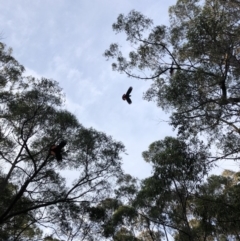 Calyptorhynchus lathami lathami (Glossy Black-Cockatoo) at Bermagui State Forest - 23 Apr 2020 by BlackMarlin