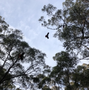 Calyptorhynchus lathami lathami at Bermagui, NSW - 23 Apr 2020