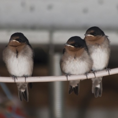 Hirundo neoxena (Welcome Swallow) at Michelago, NSW - 21 Nov 2011 by Illilanga