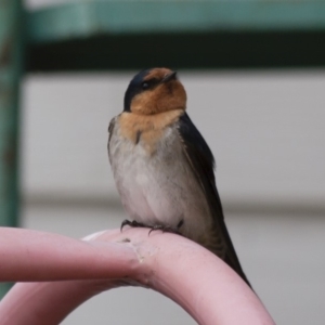 Hirundo neoxena at Michelago, NSW - 21 Nov 2011 10:46 AM