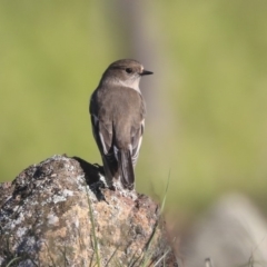 Petroica phoenicea (Flame Robin) at Weetangera, ACT - 24 Apr 2020 by Alison Milton