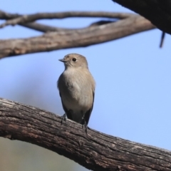 Petroica phoenicea at Weetangera, ACT - 24 Apr 2020 02:21 PM