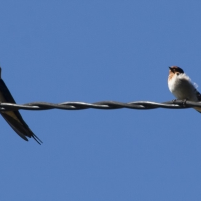 Hirundo neoxena (Welcome Swallow) at Michelago, NSW - 13 Apr 2012 by Illilanga