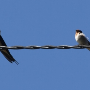 Hirundo neoxena at Michelago, NSW - 13 Apr 2012