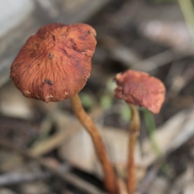 Leratiomcyes ceres (Red Woodchip Fungus) at Higgins, ACT - 9 Apr 2020 by Alison Milton