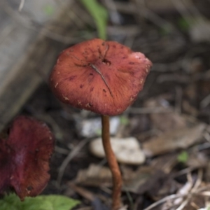 Leratiomyces ceres at Higgins, ACT - 9 Apr 2020