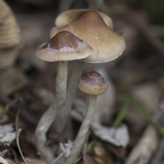 Psilocybe sp. (Psilocybe) by AlisonMilton