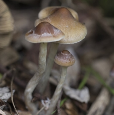 Psilocybe sp. (Psilocybe) at Higgins, ACT - 9 Apr 2020 by AlisonMilton