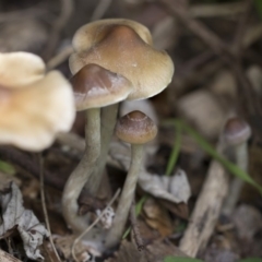 Psilocybe sp. at suppressed - 9 Apr 2020