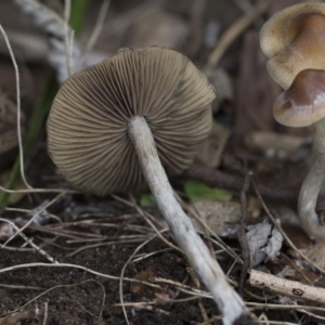 Psilocybe sp. at suppressed - 9 Apr 2020