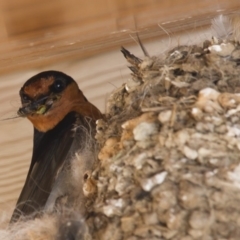 Hirundo neoxena (Welcome Swallow) at Illilanga & Baroona - 16 Dec 2012 by Illilanga