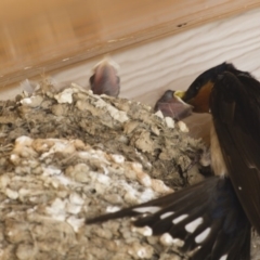 Hirundo neoxena at Michelago, NSW - 16 Dec 2012 02:31 PM