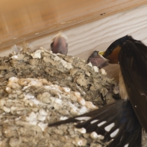 Hirundo neoxena at Michelago, NSW - 16 Dec 2012 02:31 PM