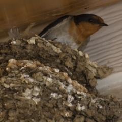 Hirundo neoxena at Michelago, NSW - 16 Dec 2012 02:31 PM