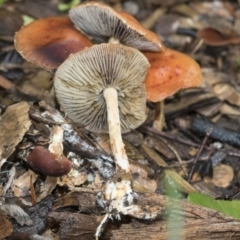 Leratiomcyes ceres (Red Woodchip Fungus) at Higgins, ACT - 26 Apr 2020 by AlisonMilton