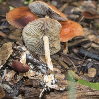 Leratiomcyes ceres (Red Woodchip Fungus) at Higgins, ACT - 26 Apr 2020 by Alison Milton