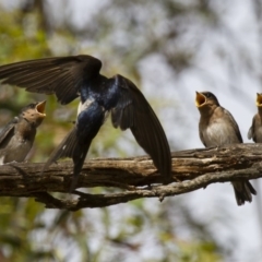 Hirundo neoxena (Welcome Swallow) at Michelago, NSW - 1 Jan 2013 by Illilanga