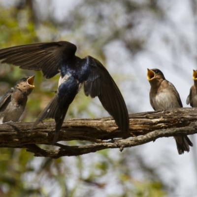 Hirundo neoxena (Welcome Swallow) at Illilanga & Baroona - 31 Dec 2012 by Illilanga