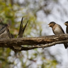 Hirundo neoxena at Michelago, NSW - 1 Jan 2013