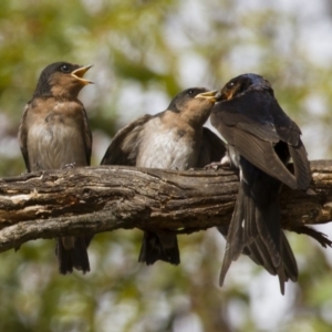 Hirundo neoxena at Michelago, NSW - 1 Jan 2013