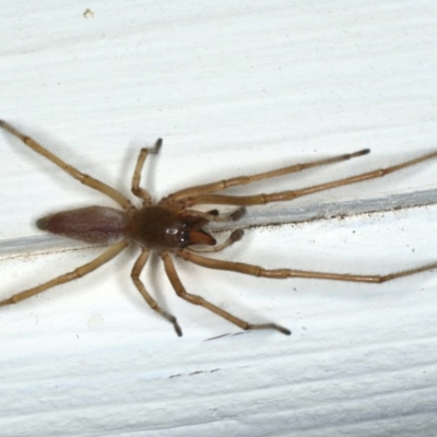 Cheiracanthium sp. (genus) (Unidentified Slender Sac Spider) at Ainslie, ACT - 25 Apr 2020 by jb2602