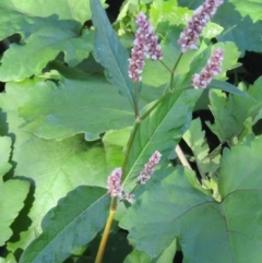 Persicaria lapathifolia (Pale Knotweed) at Coree, ACT - 18 Apr 2020 by Sarah2019