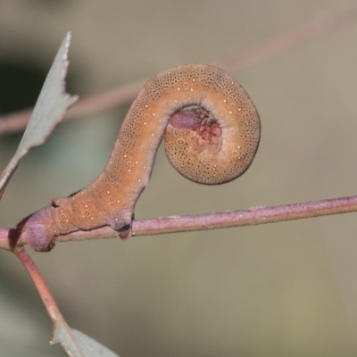 Geometridae (family) IMMATURE at Weetangera, ACT - 24 Apr 2020 by AlisonMilton