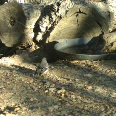 Rhipidura albiscapa (Grey Fantail) at Rugosa - 23 Apr 2020 by SenexRugosus