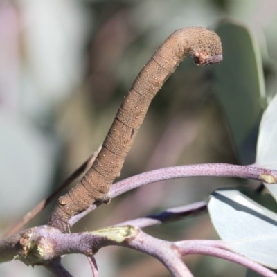Arhodia lasiocamparia (Pink Arhodia (Oenochrominae)) at Weetangera, ACT - 24 Apr 2020 by AlisonMilton
