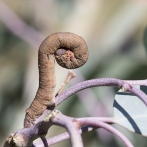 Arhodia lasiocamparia at Weetangera, ACT - 24 Apr 2020